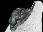 Bargain, Enrolled Cornuproetus Trilobite #68761-2
